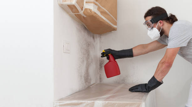 Professional Basement Mold Remediation technician working in Washington, PA