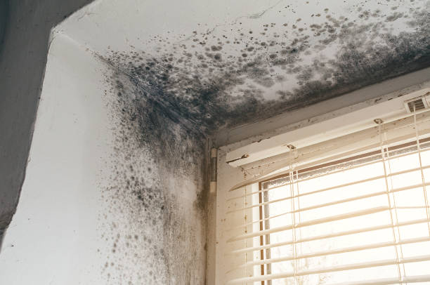 Affordable Basement Mold Remediation solutions in Washington, PA